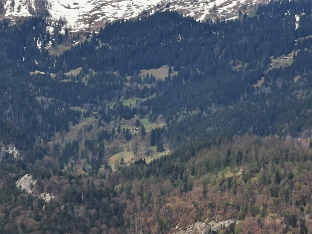 Südl. Alpen und Bergwiesen