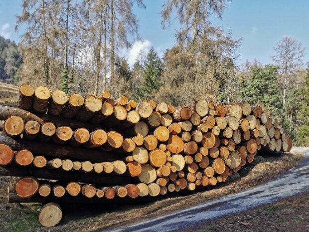 Holzschläge 2022