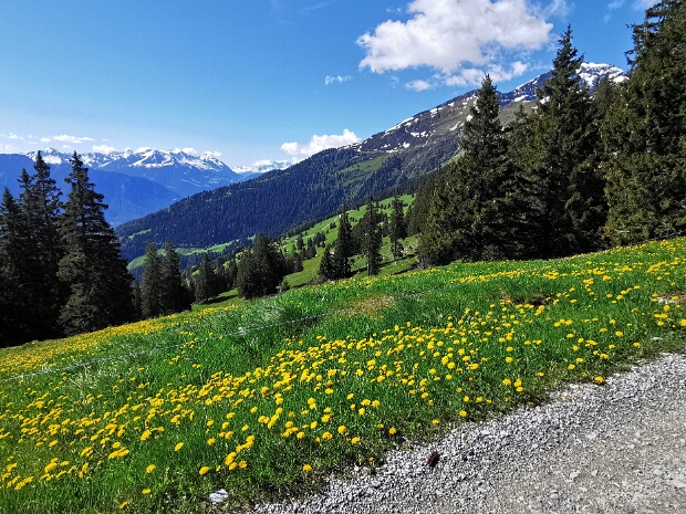 Bergfrühling in den Vazer Calandabergen