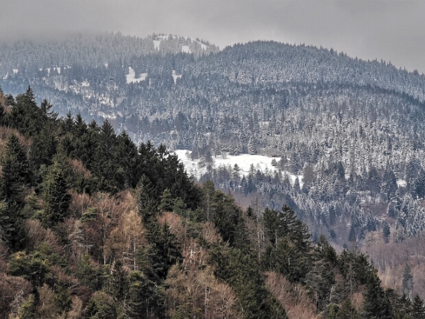 Bärengüllenwald (Bäragüllawald)