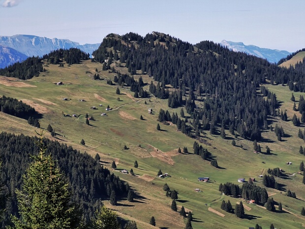 Älpliwald