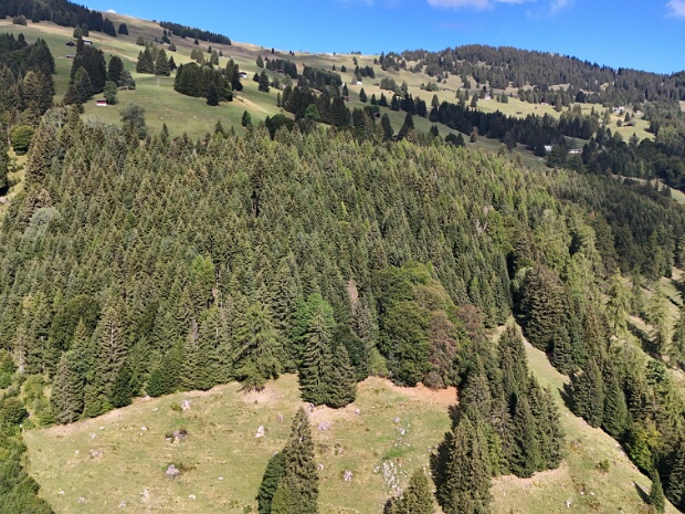 Studaberger Wald