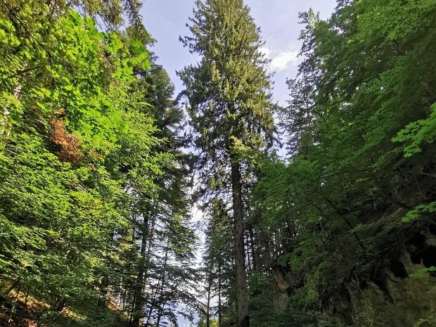 Naturdenkmäler