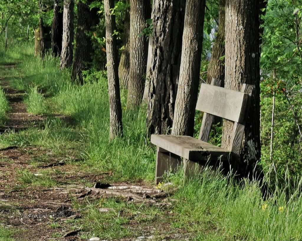 Rheindamm beim Biotop